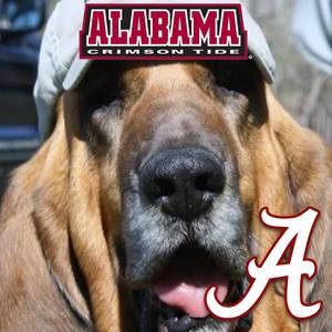 Meet your Posher, Joy